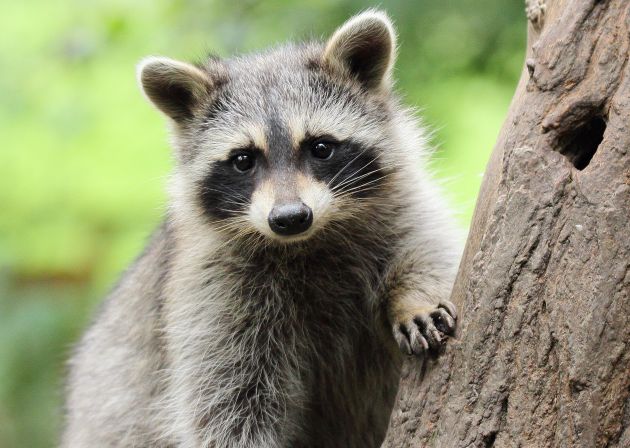 Foto iStock Waschbär